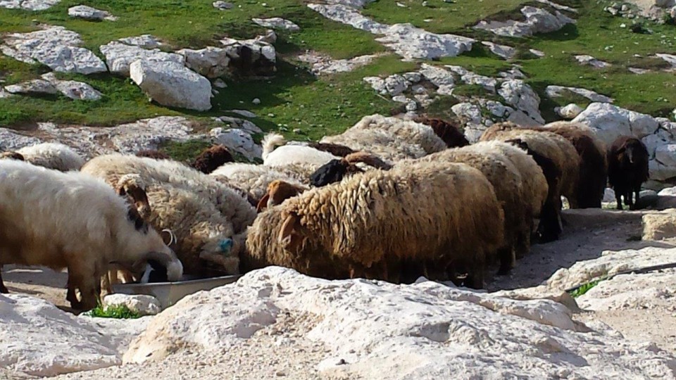 My Friend is a Palestinian Bedouin: VI. Cultural Differences and the Intercultural Encounter