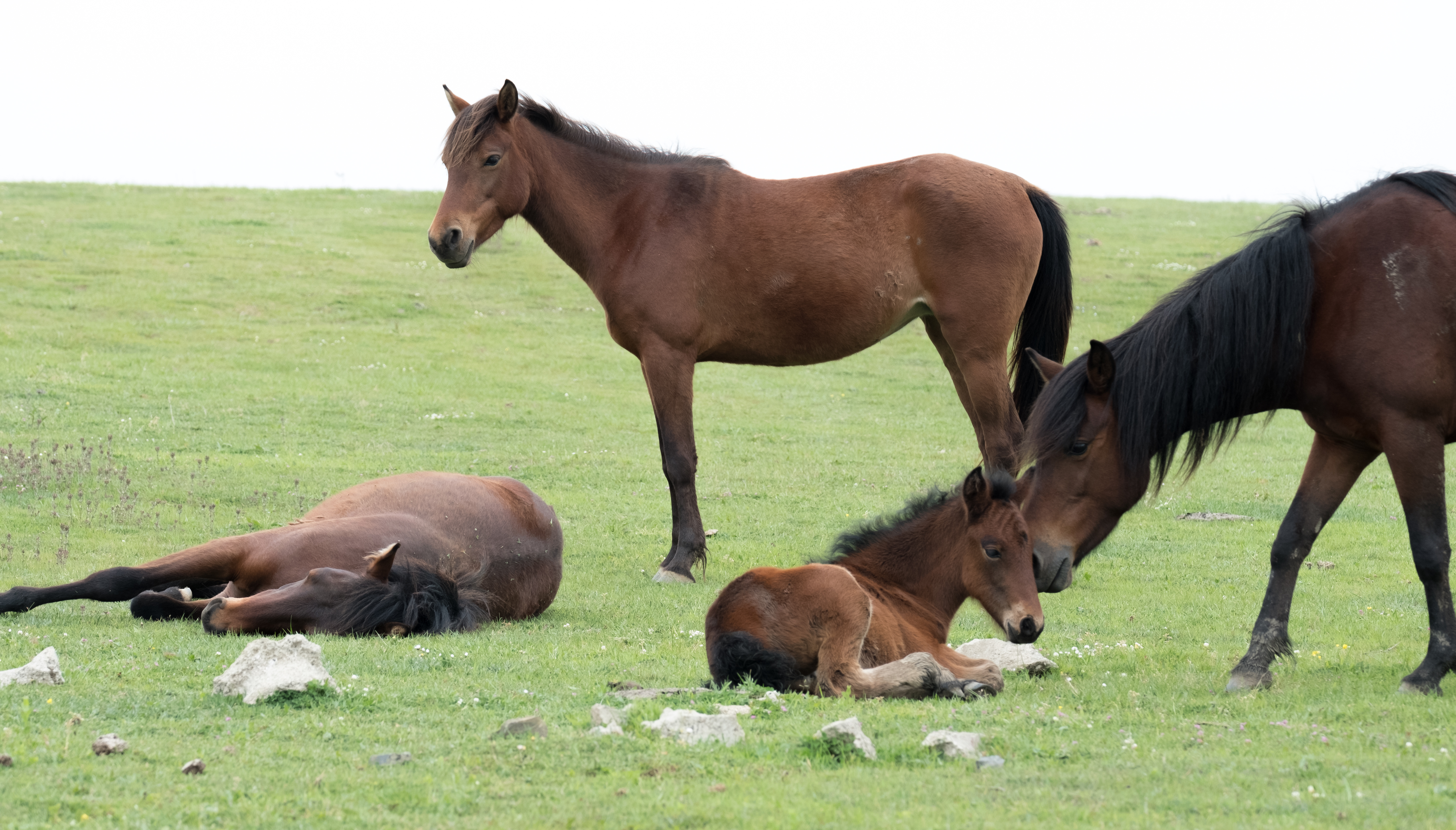 A family of horses grazing.