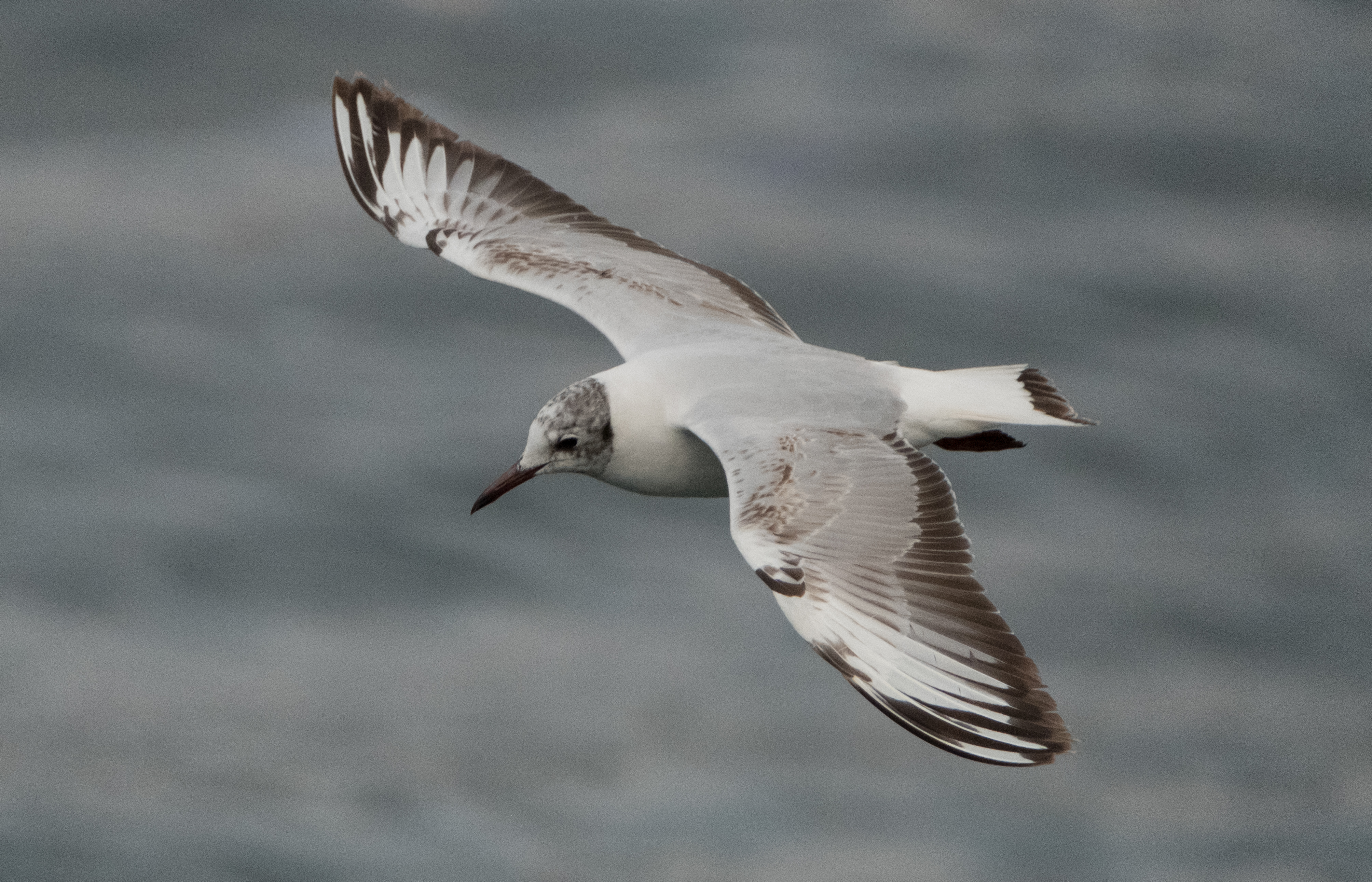 A single bird soaring above the water